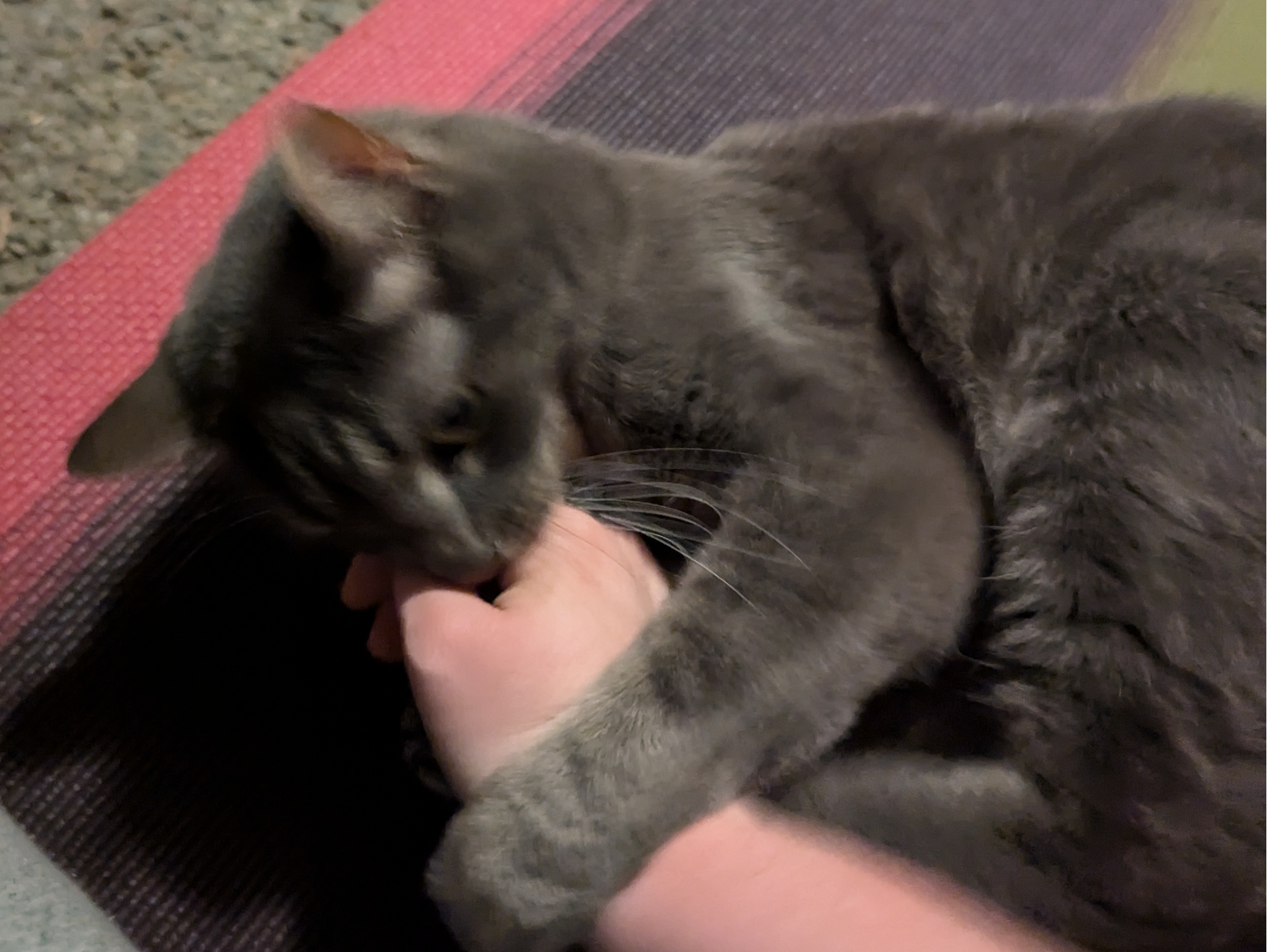 A gray tabby cat biting a person's hand. He's very passionate.