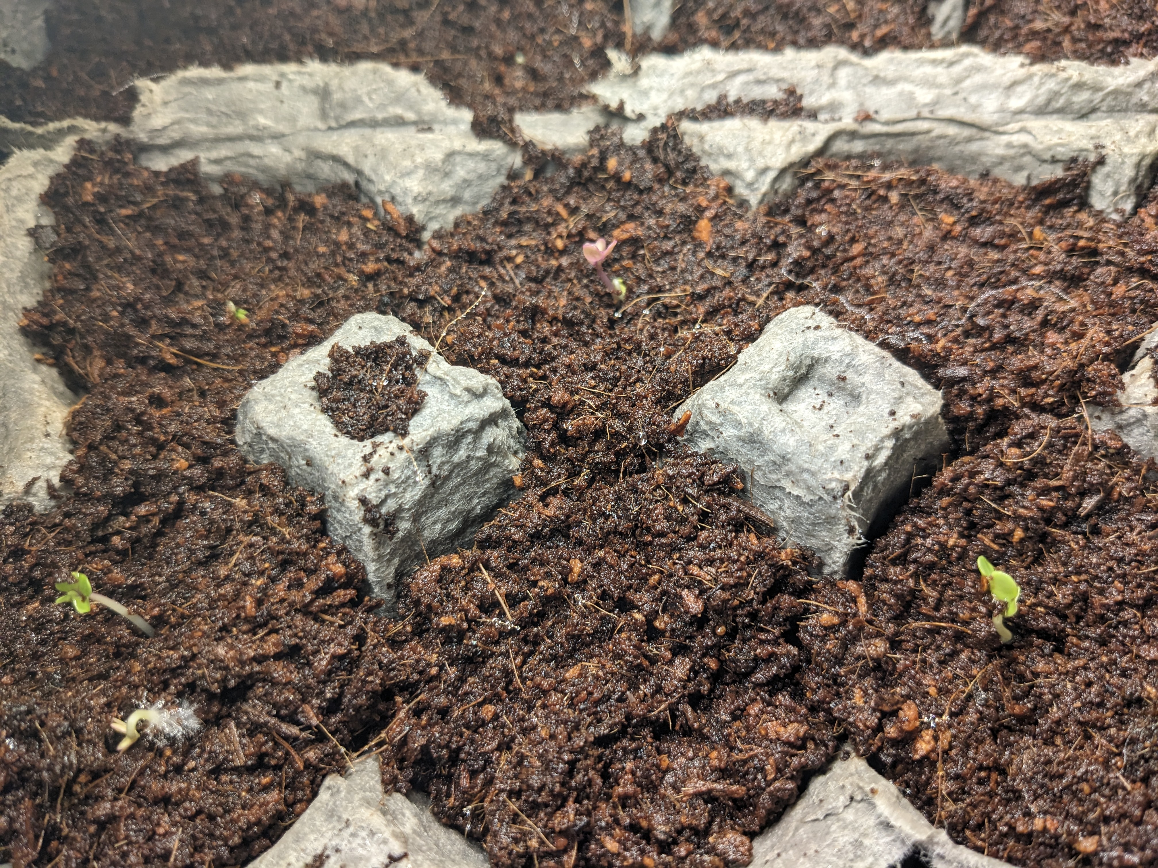 Tiny kohlrabi sprouts.
