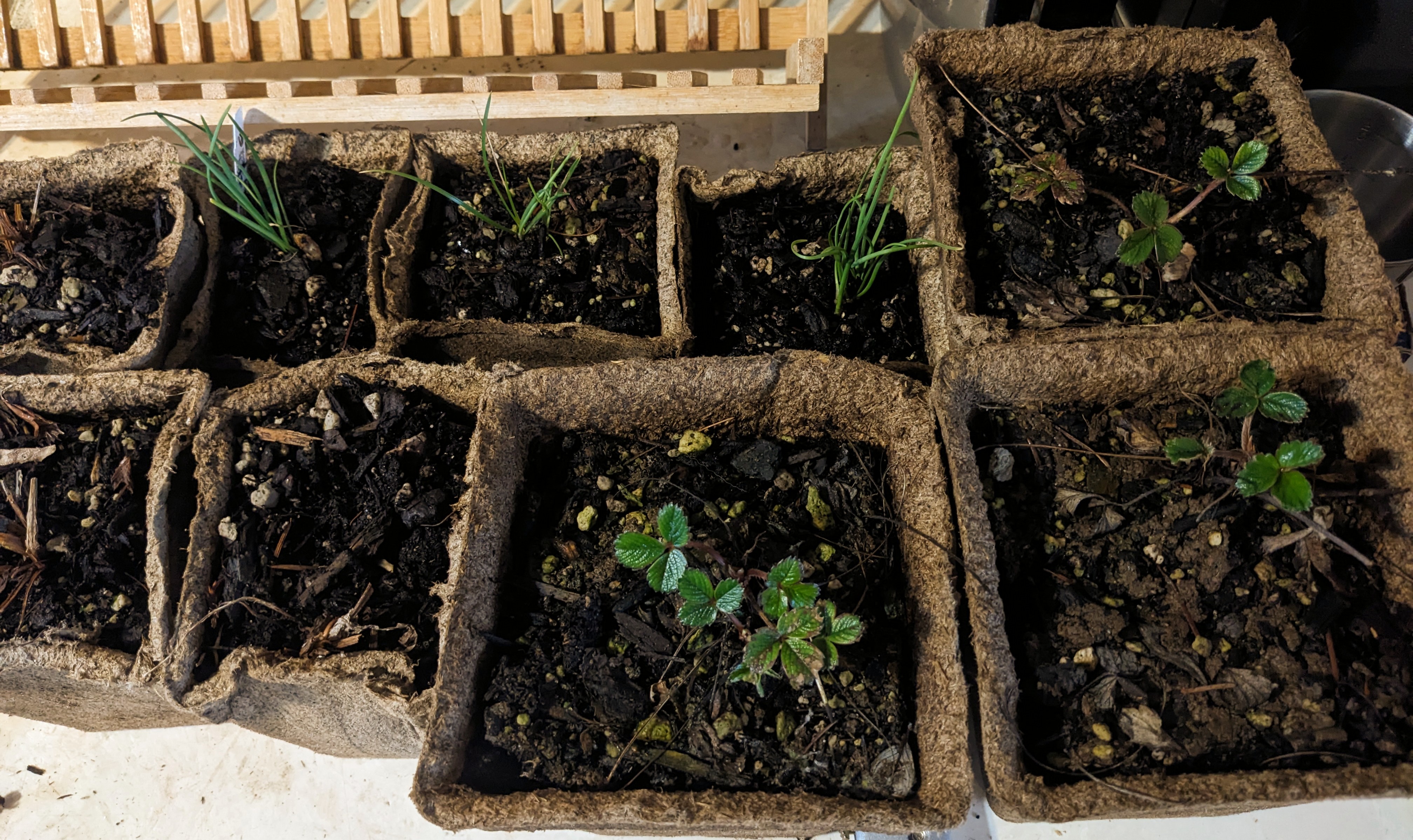 Biodegradable pots with coastal strawberries, nodding onions, and silverweeds sprouting out of the dirt.