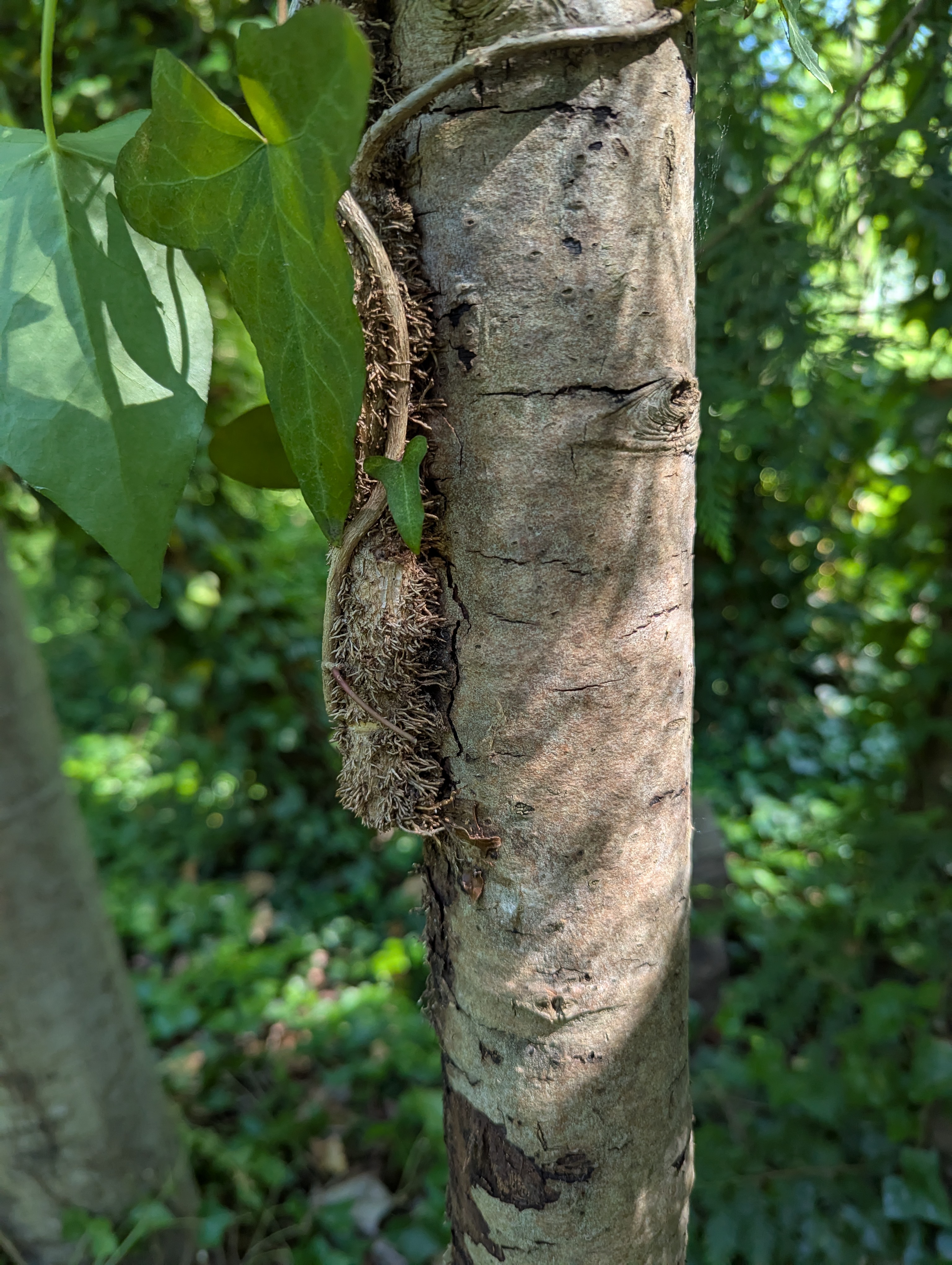 Look at this chonker! A slim tree trunk with a massive English Ivy that's been broken and cut away at the base
