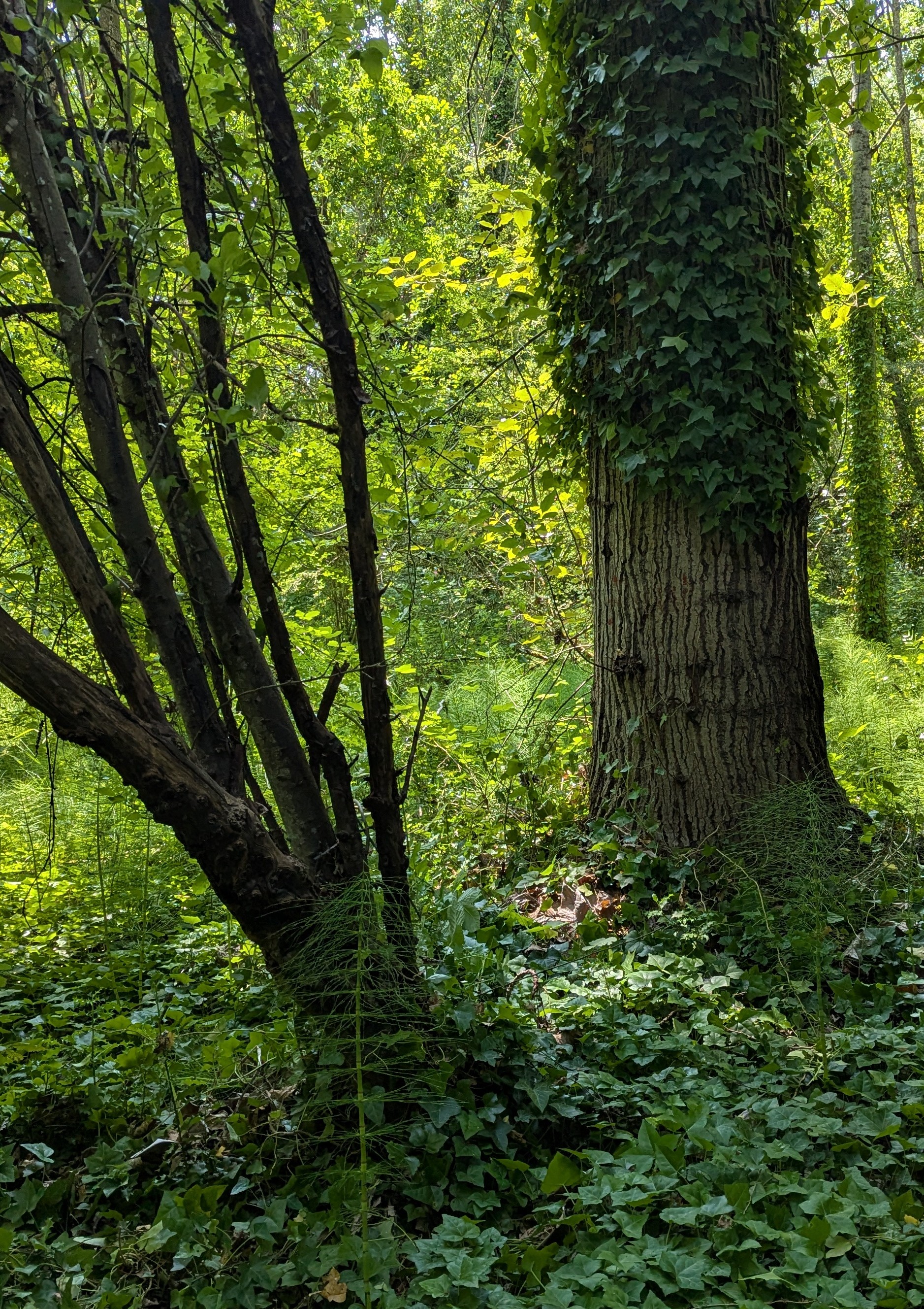 After The same image as before, but now the bottom of the trees are clear of the English Ivy