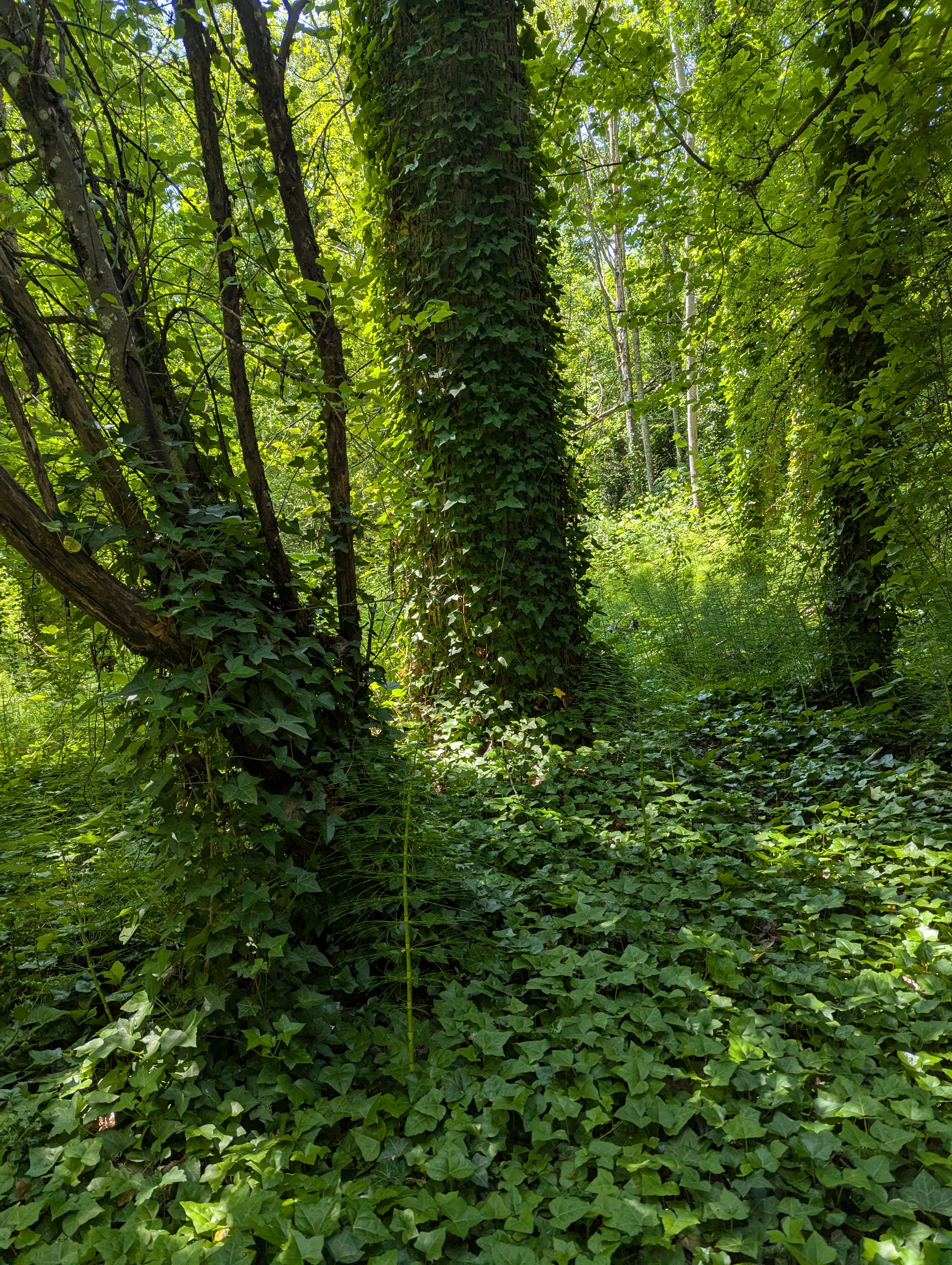 Before An image of two trees in a small wooded area, the ground and trees are all completely carpeted with English Ivy